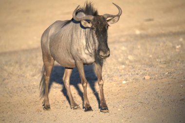 Afrika vahşi zebrası, Cerpicus Milli Parkı, Cercerus olarak da bilinir, Güney Afrika, Cerbocerus Ulusal rezervi, Güney Afrika