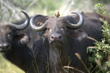 Afrika Bizonu / Kruger Güney Afrika