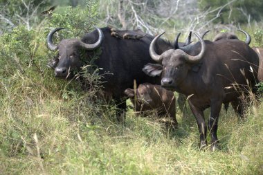 Kenya bozkırında bufalo