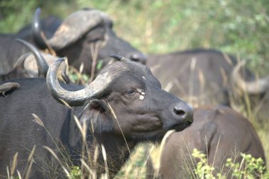 Afrika bufalosu, syncerus caffer, yetişkin, buffalo, kenya