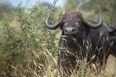 Kenya savanındaki Afrika bufalosu.