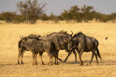 Vahşi bozkırda gnu, Afrika Hayvanı