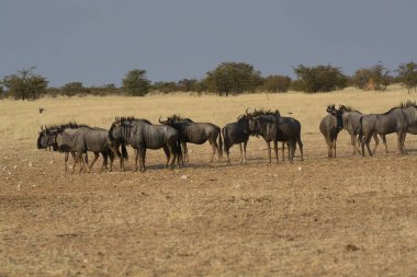 Vahşi bozkırda gnu, Afrika Hayvanı