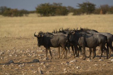 Vahşi bozkırda gnu, Afrika Hayvanı