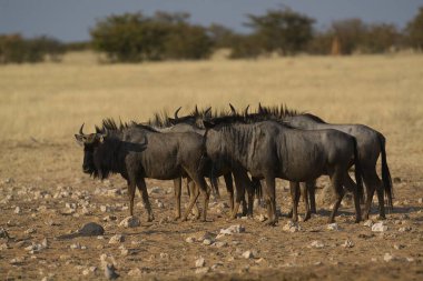 Vahşi bozkırda gnu, Afrika Hayvanı