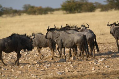 Vahşi bozkırda gnu, Afrika Hayvanı