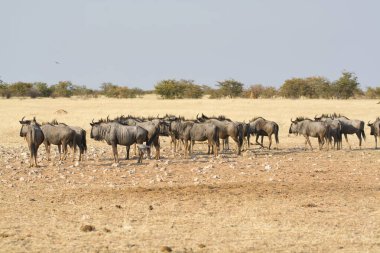 Vahşi bozkırda gnu, Afrika Hayvanı