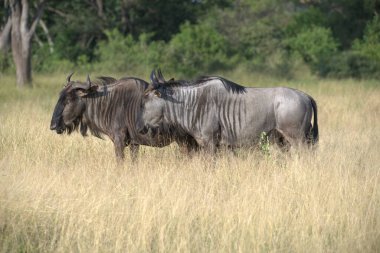 Savanadaki vahşi bufalo