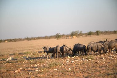 Vahşi bozkırda gnu, Afrika Hayvanı