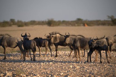 Vahşi bozkırda gnu, Afrika Hayvanı