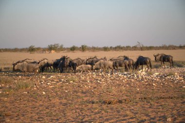 Vahşi bozkırda gnu, Afrika Hayvanı