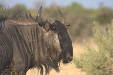 Vahşi bozkırda gnu, Afrika Hayvanı