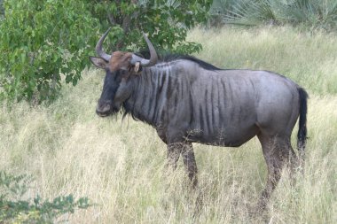 Vahşi bozkırda gnu, Afrika Hayvanı