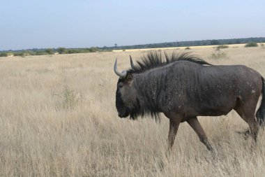 Vahşi bozkırda gnu, Afrika Hayvanı