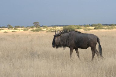 Vahşi bozkırda gnu, Afrika Hayvanı