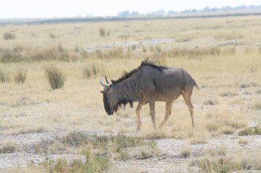 Vahşi bozkırda gnu, Afrika Hayvanı