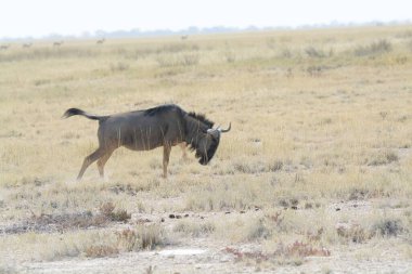 Vahşi bozkırda gnu, Afrika Hayvanı