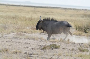 Vahşi bozkırda gnu, Afrika Hayvanı