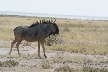 Vahşi bozkırda gnu, Afrika Hayvanı
