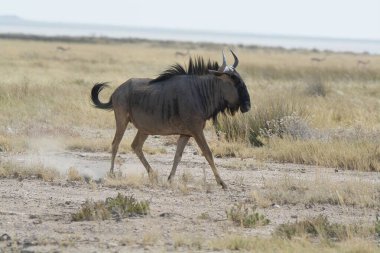 Vahşi bozkırda gnu, Afrika Hayvanı