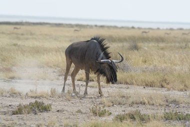 Vahşi bozkırda gnu, Afrika Hayvanı