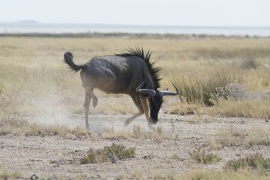 Çöldeki kara boğa