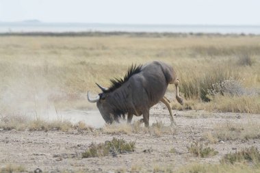 Afrika bozkırlarında güzel vahşi bir boğa.