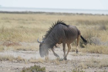 Etoşa Ulusal Parkı, Namibya 'da vahşi Afrika antilopları