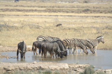Zebra vahşi doğada