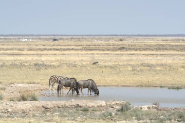 Afrika bozkırlarında koşan zebra sürüsü.