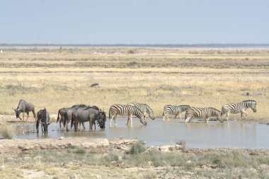 Zebra ve zebra Etoşa Ulusal Parkı, Namibya 'da su birikintisi içiyor.