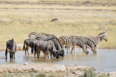 Etoşa 'nın suyundaki zebra - namibya