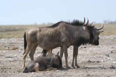Afrika fili (Loxodonus africana) kuru bir delikte yürüyor.