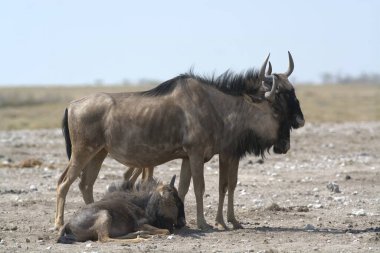 Savanadaki bir grup zewiles