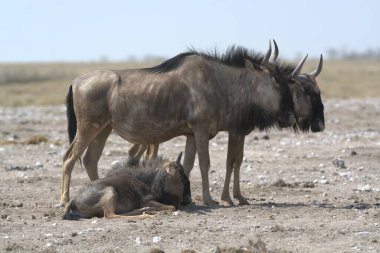 Kenya 'daki savanada yaşayan genç bir antilop.