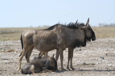 Afrika, Kenya savanındaki vahşi antiloplar