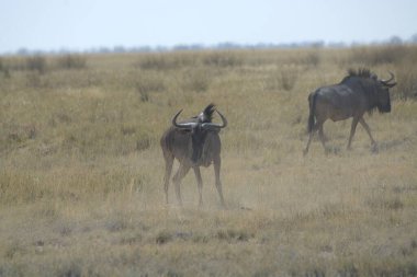 Savanadaki vahşi antiloplar