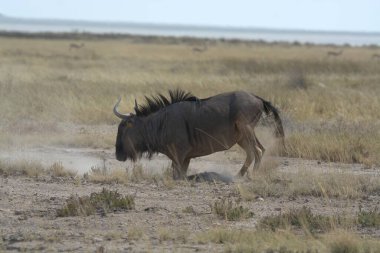 Kenya savanındaki vahşi antiloplar
