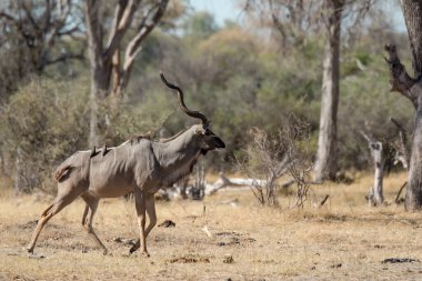 Afrika savanındaki büyük siyah boğa.