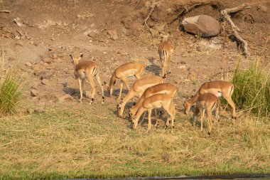 Ormandaki geyik ailesi