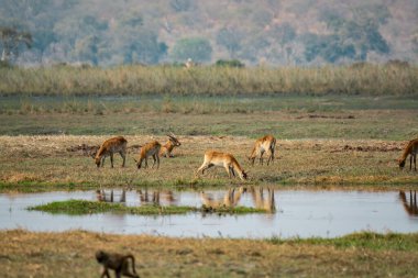 Ormanda vahşi hayvanlar var.