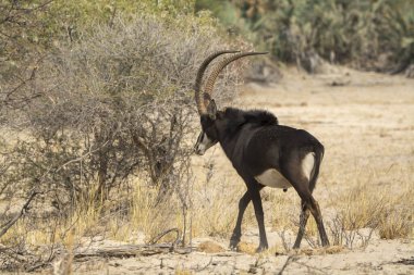 Erkek ceylan, antilop, orygazella ceylanı, çölde yerde duruyor, etosha, namibya.