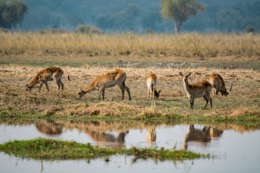 Afrika geyiği sürüsü Afrika 'daki Kruger Ulusal Parkı' nda bir gölde.