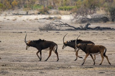 Afrika savanındaki vahşi geyikler