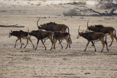 Afrikalı bebra sürüsü.