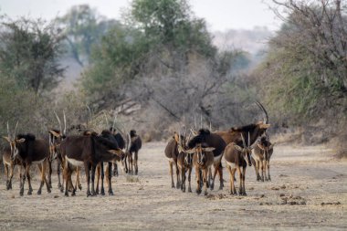 Savanadaki bir grup vahşi kadu.