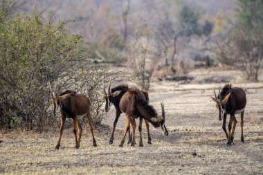 Red dedu du du - du, France - du du du du du du du du, France in a sunny