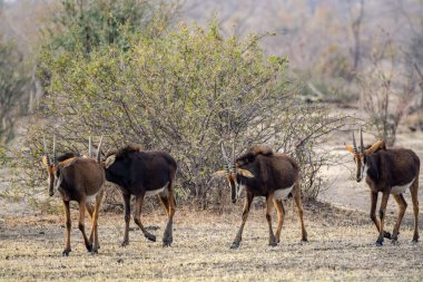 vahşi Kızıl geyik