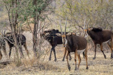 Bir grup Afrikalı vahşi hayvan, Afrika bizonu, cercercercerta ceru, cercercerceros, cerbofer olarak da bilinir.