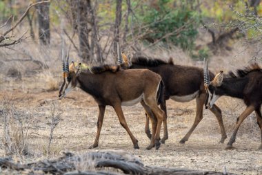 Kruger Ulusal Parkı 'nda bir grup İmpala Antilobu